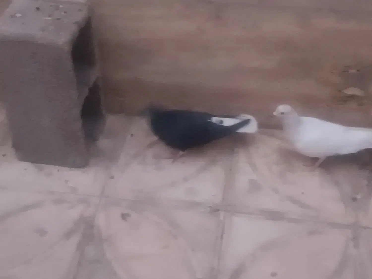 کبوتر کله دمبی و سفید و دم سفید وطوقی و...|پرنده|شیراز, زیباشهر|دیوار