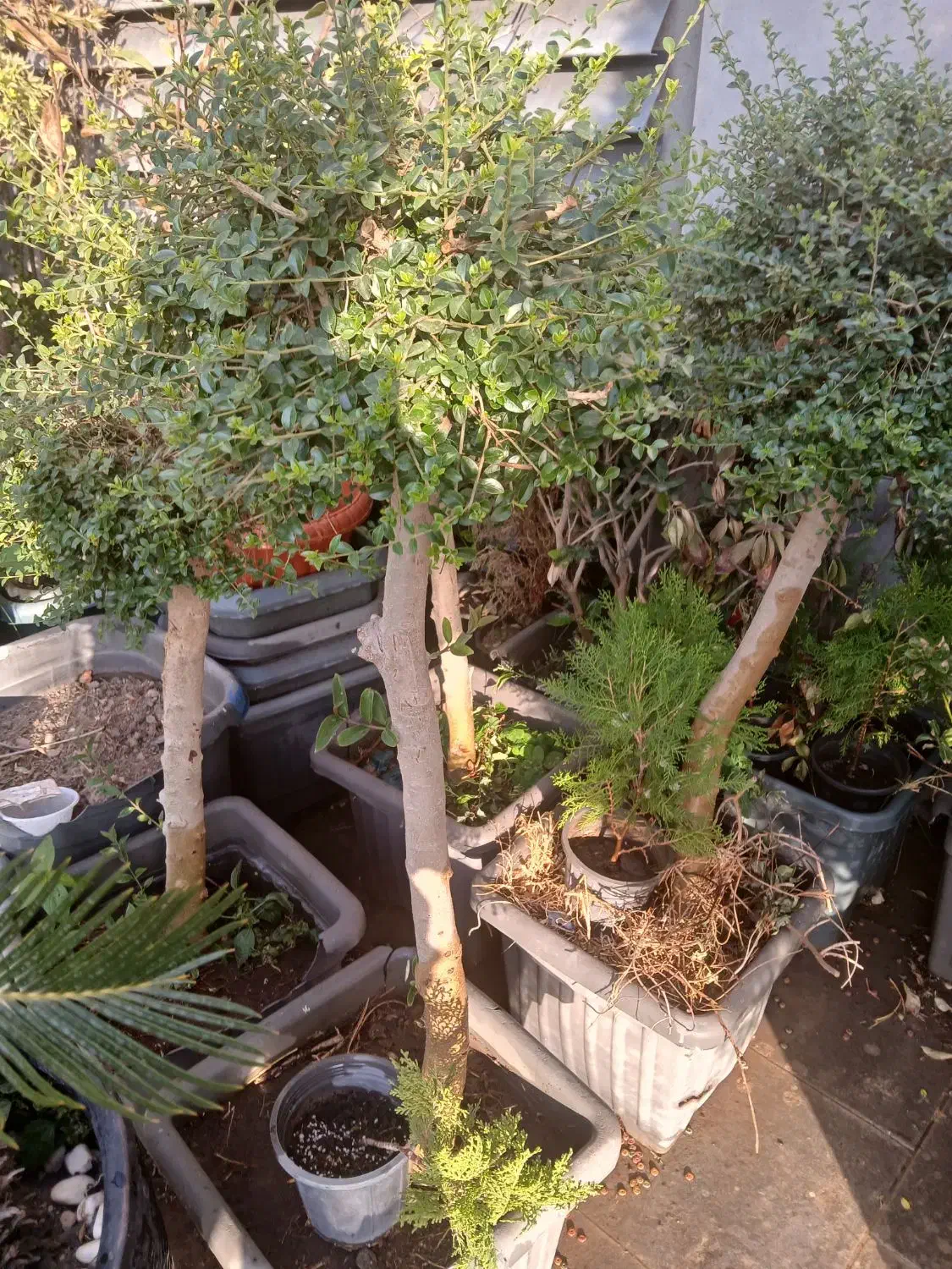 فروش درخت|گل و گیاه طبیعی|تهران, شهرک شهید باقری|دیوار