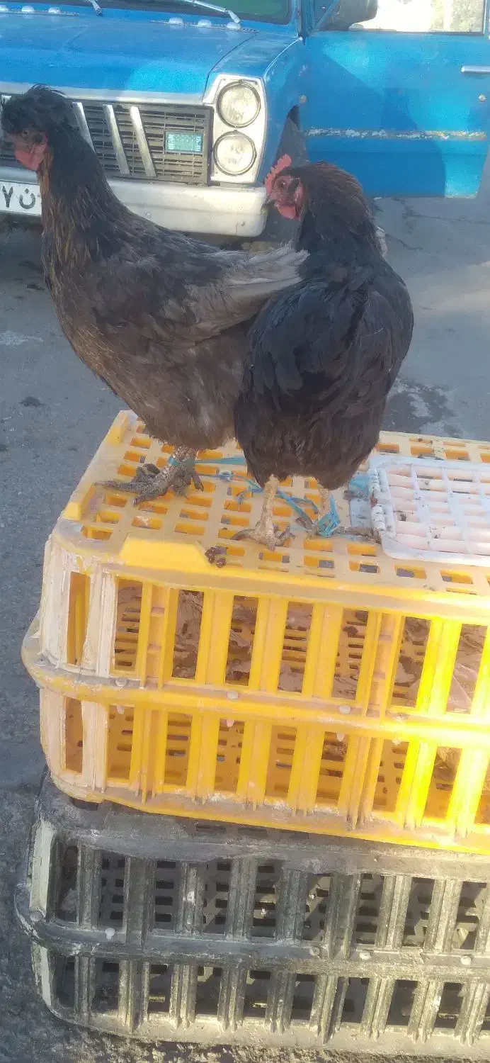 مرغ محلی تخم گزار|حیوانات مزرعه|میانه, |دیوار