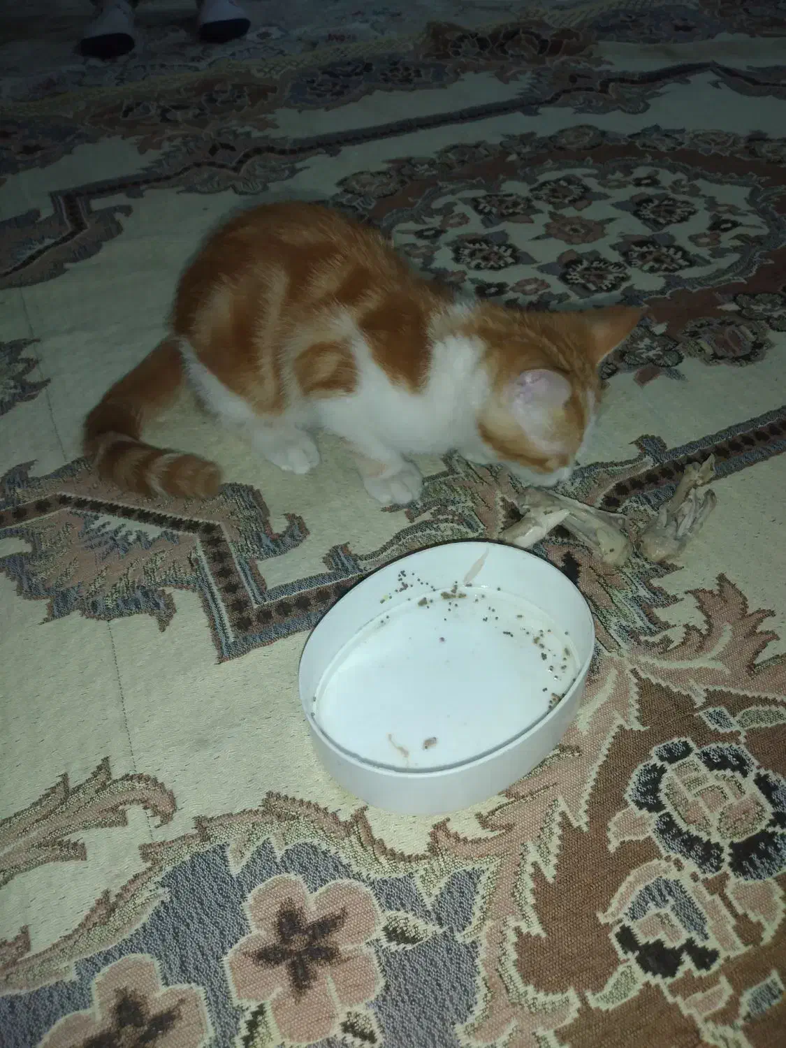 واگذاری بچه گربه|گربه|مشهد, بهمن|دیوار