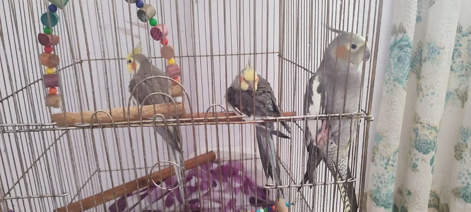 طوطی عروس|پرنده|محمدیه-قزوین, |دیوار