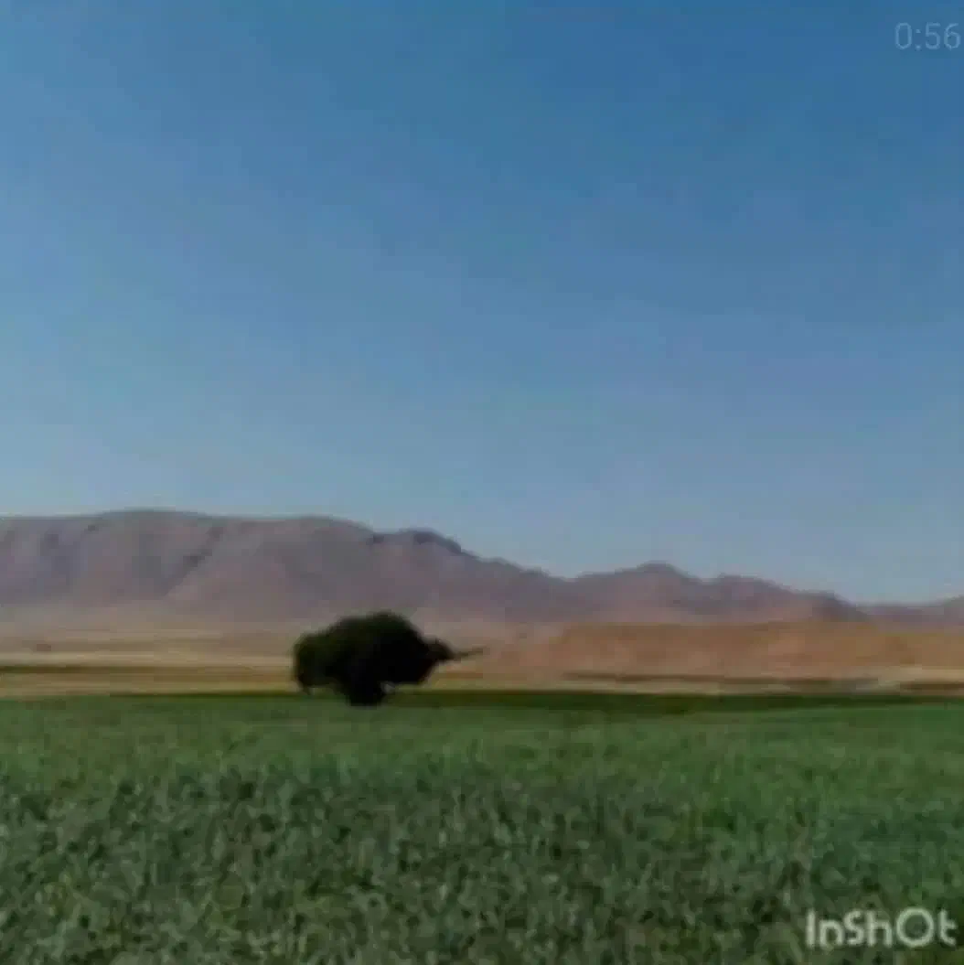 فروش زمین زراعی|فروش دفتر صنعتی، کشاورزی، تجاری|وردشت, |دیوار