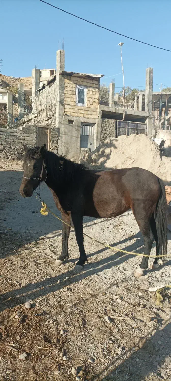 اسب مادیان ۳ساله|اسب و تجهیزات اسبسواری|هشترود, |دیوار