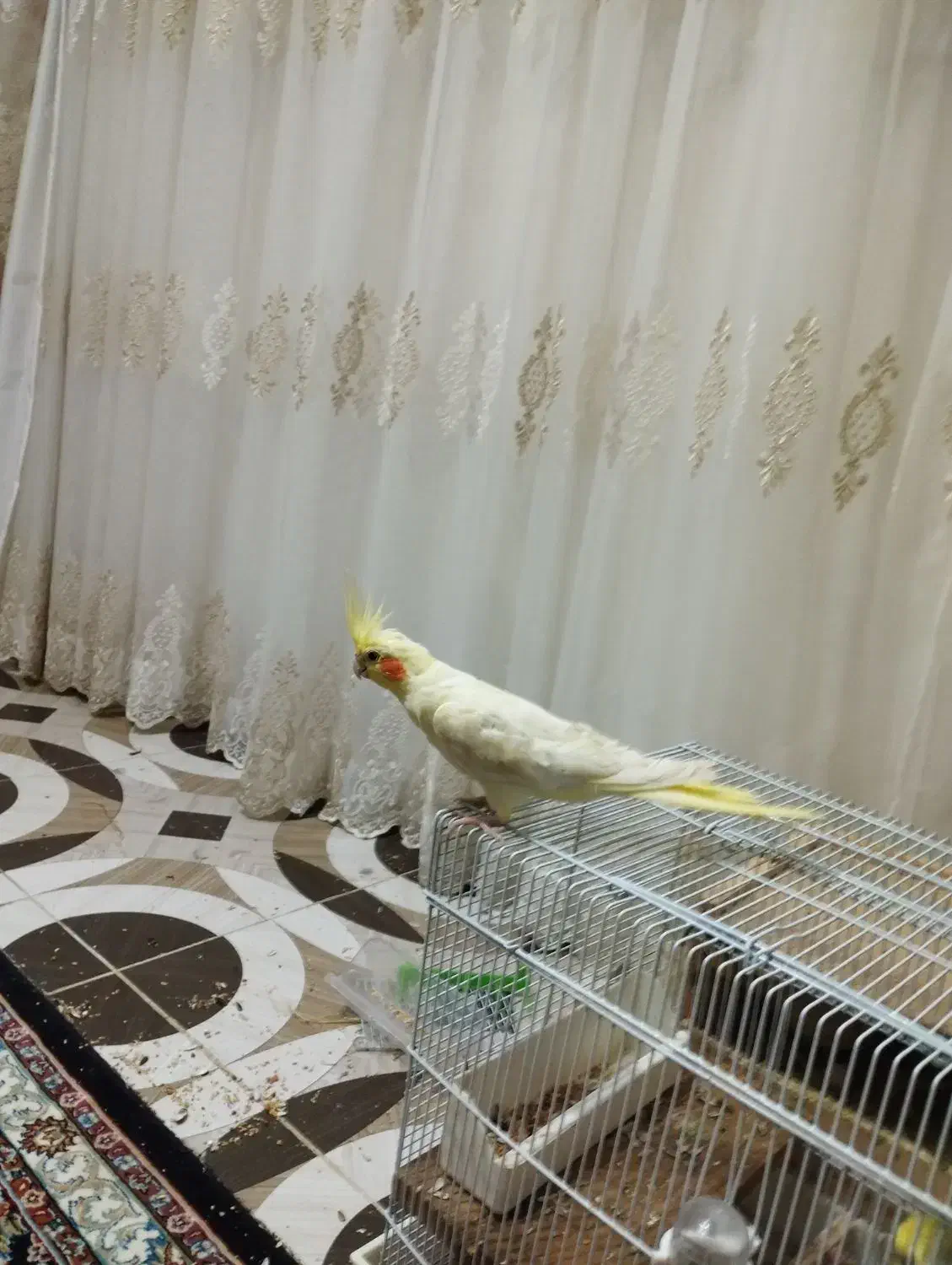 عروس هلندی|پرنده|لیسار, |دیوار