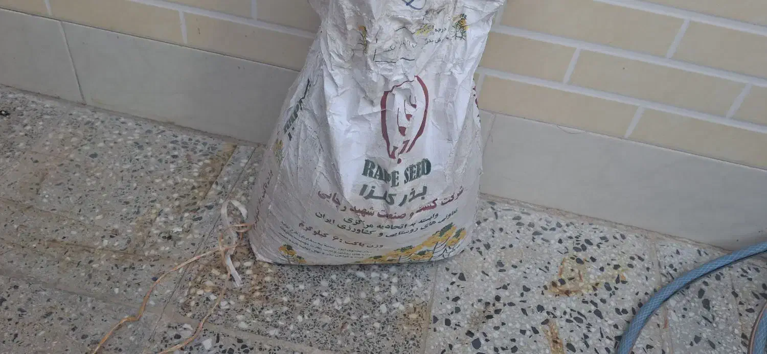 بذرکلزا|گل و گیاه طبیعی|دره شهر, |دیوار