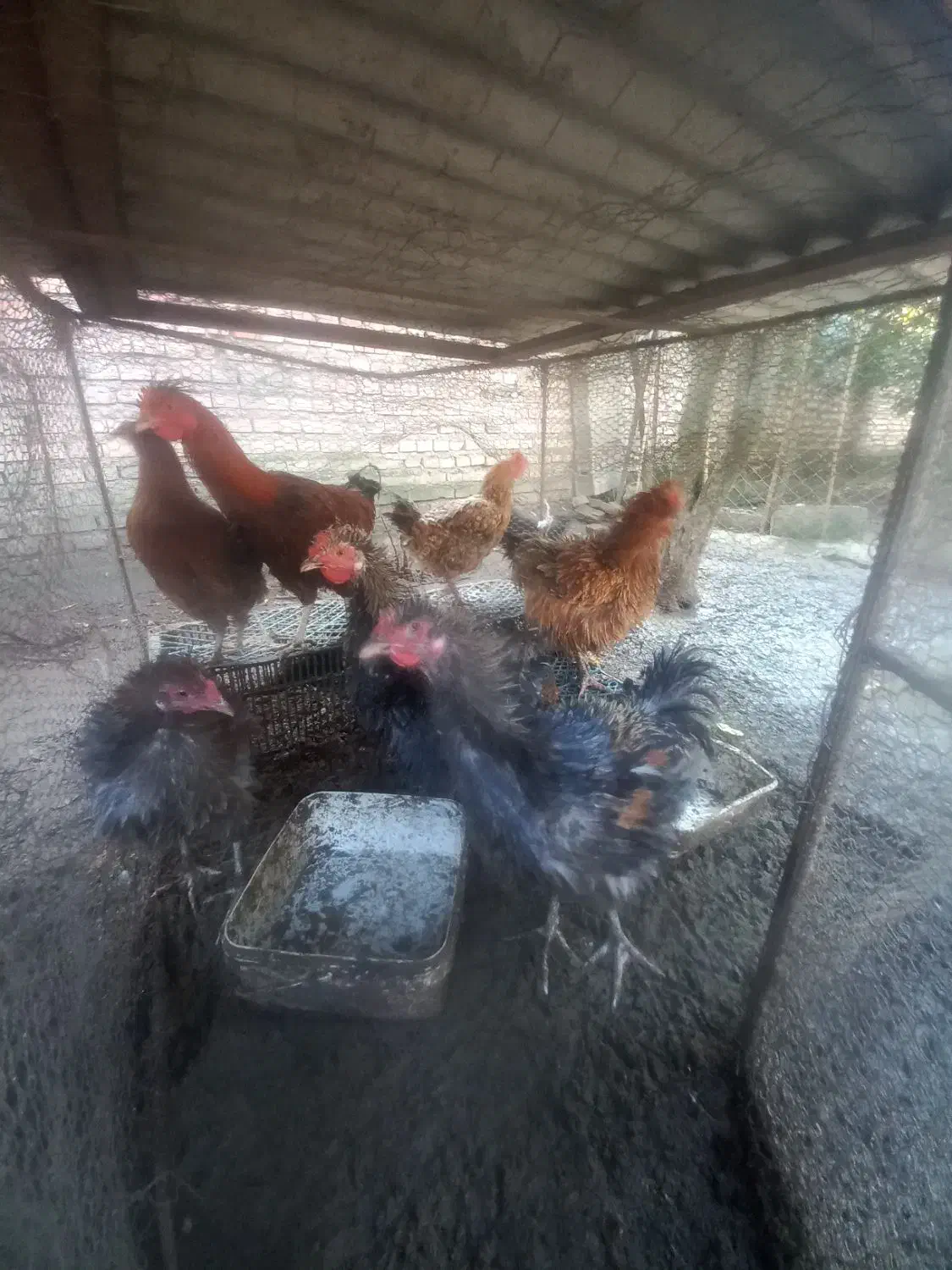 مرغ و خروس فرفری کم یاب|حیوانات مزرعه|جویبار, |دیوار