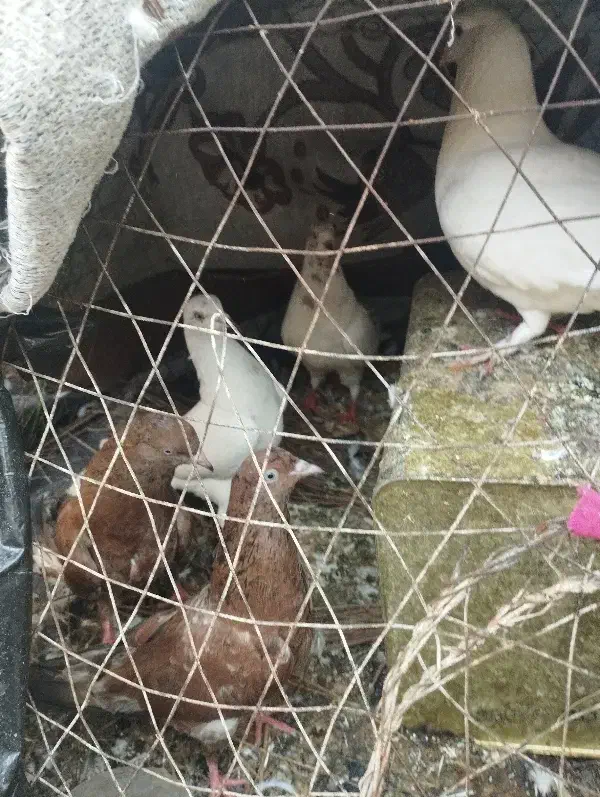 کبوتر|پرنده|بندر دیر, |دیوار