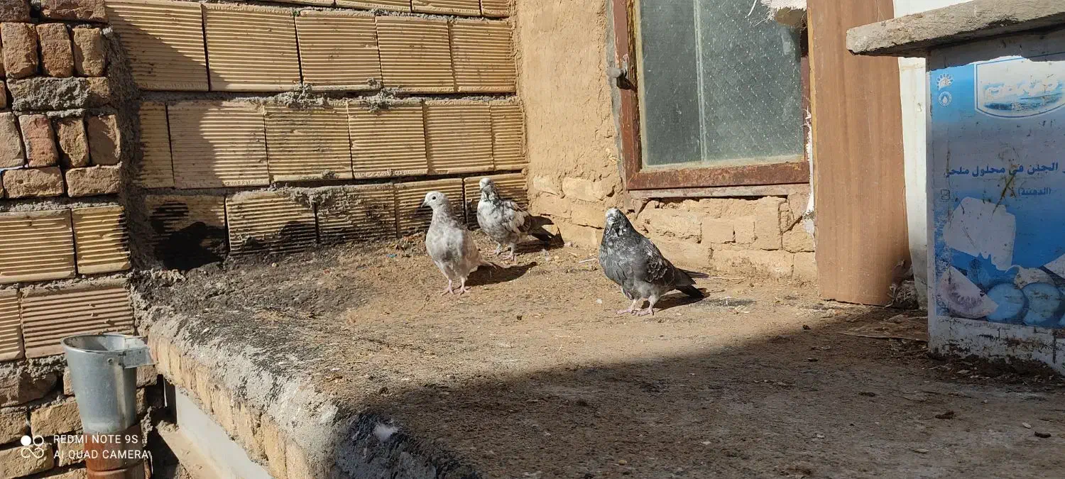 کبوتر کاشان|پرنده|فرخ‌شهر, |دیوار