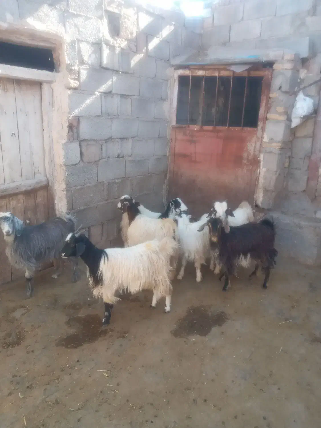 گوسفند و بزغاله|حیوانات مزرعه|خواجه, |دیوار