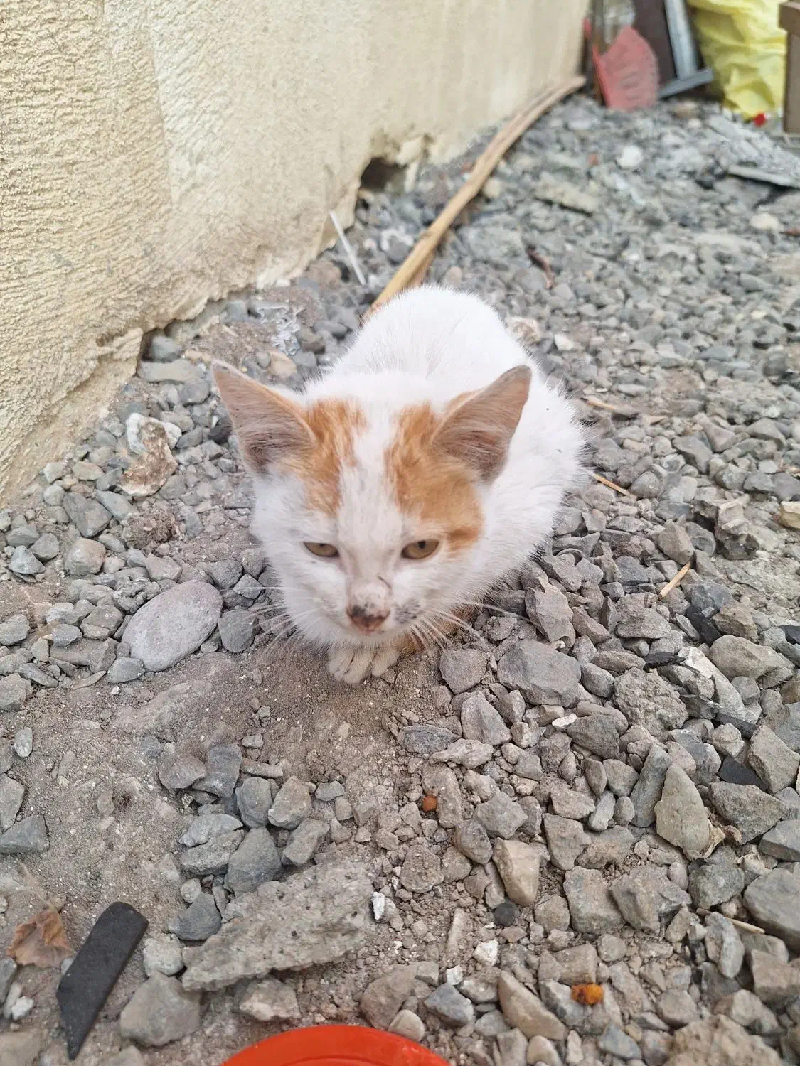 بچه گربه|گربه|سیاهکل, |دیوار