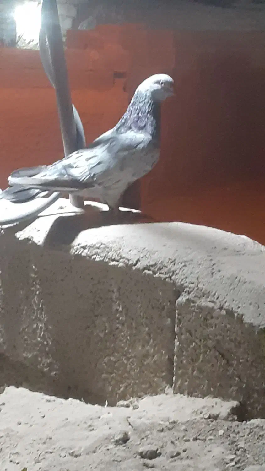 یک کبوتر کله‌ای|پرنده|سراوان, |دیوار