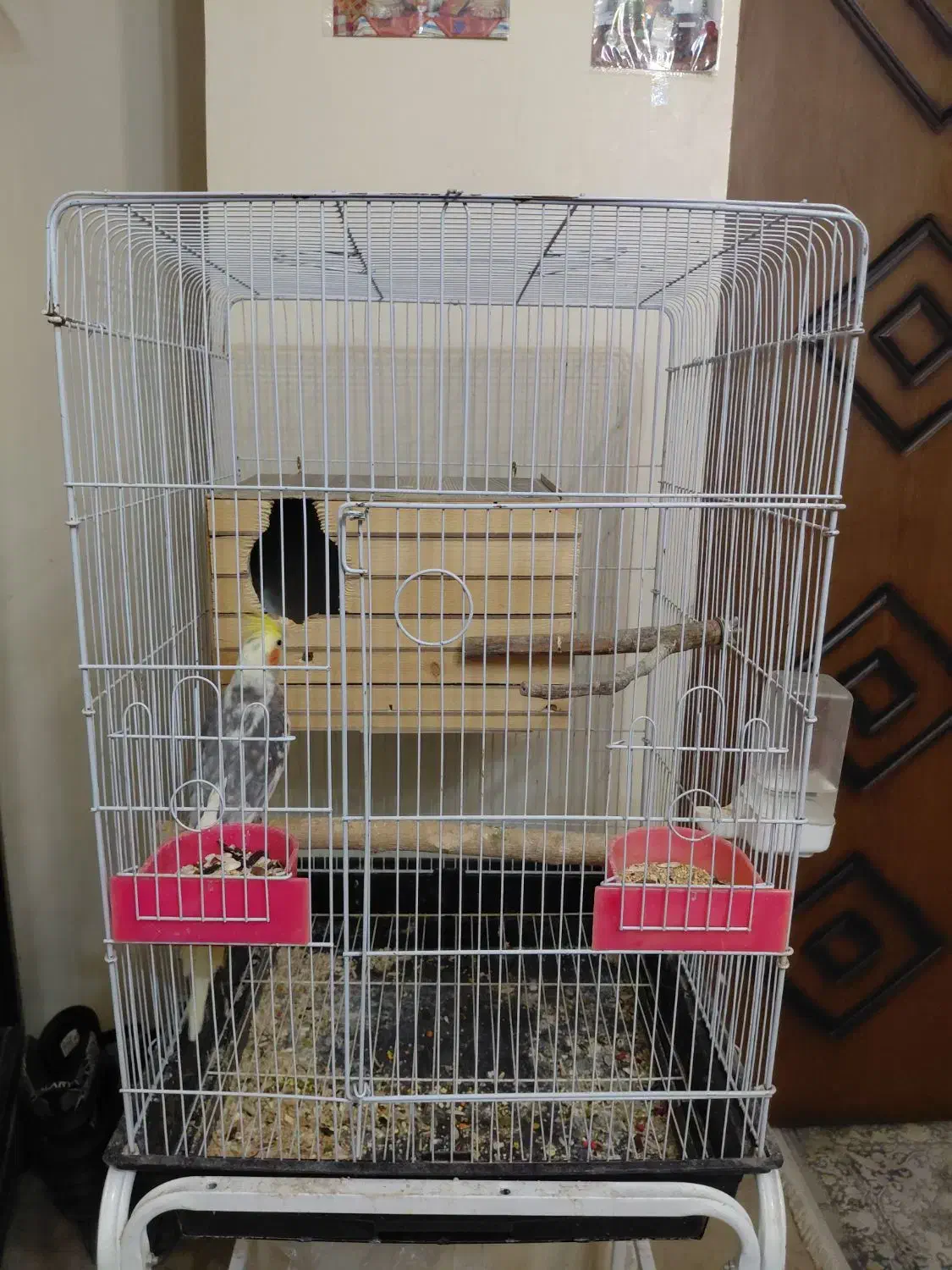 یک جفت عروس هلندی مولد در حال تخم گذاری با قفس|پرنده|تهران, امیریه|دیوار