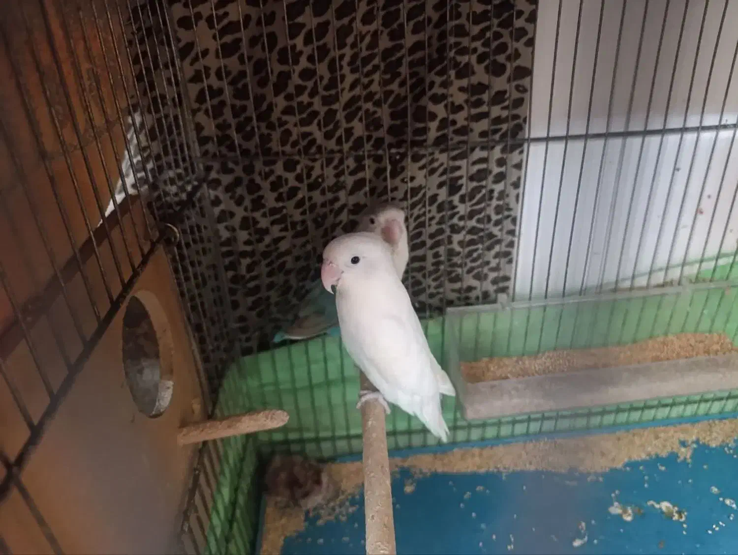 کوتوله ومرغ عشق|پرنده|قم, گذر قلعه|دیوار