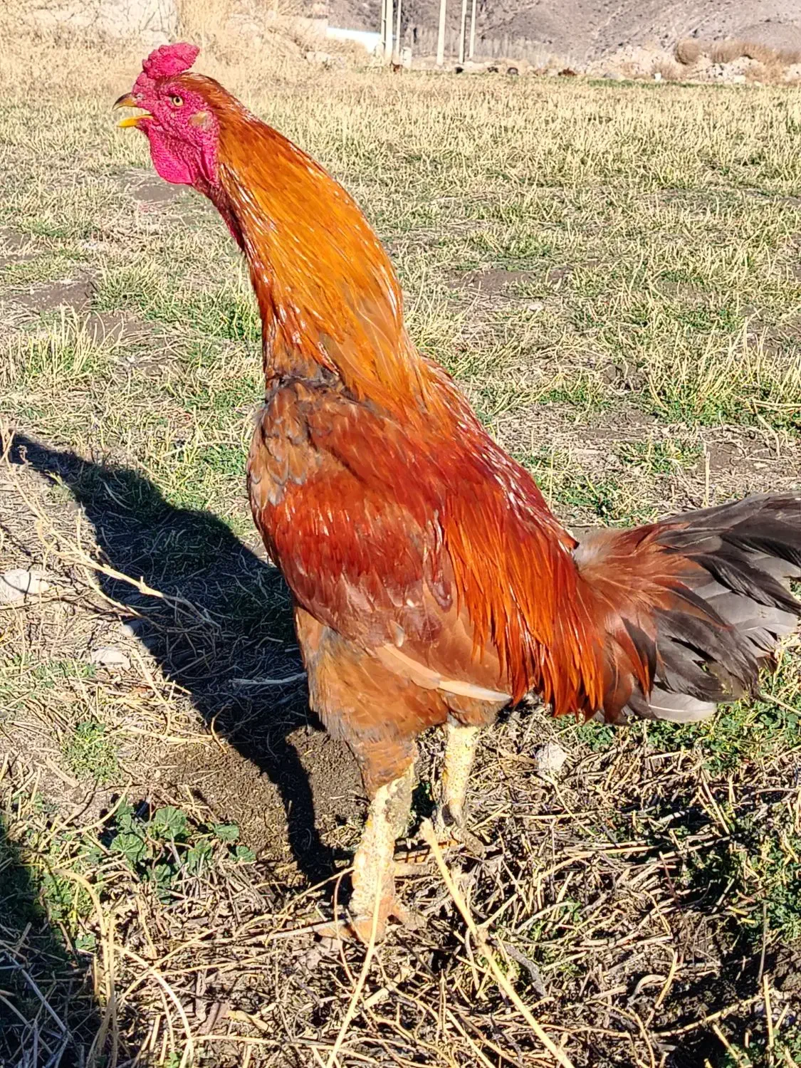 مرغ 7 ماهه|حیوانات مزرعه|مشگین شهر, |دیوار