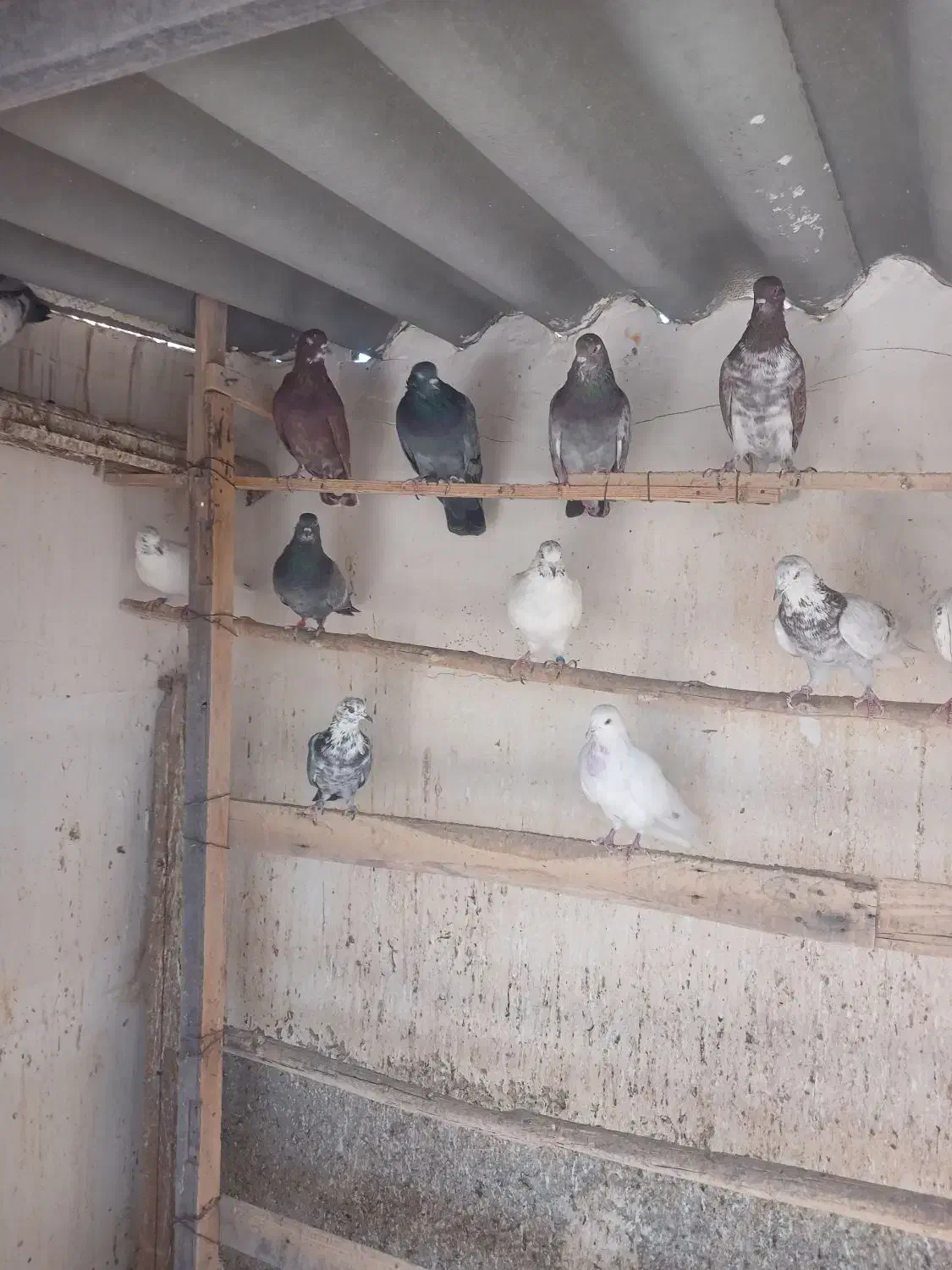 کبوتر پرشی|پرنده|فشاپویه, |دیوار