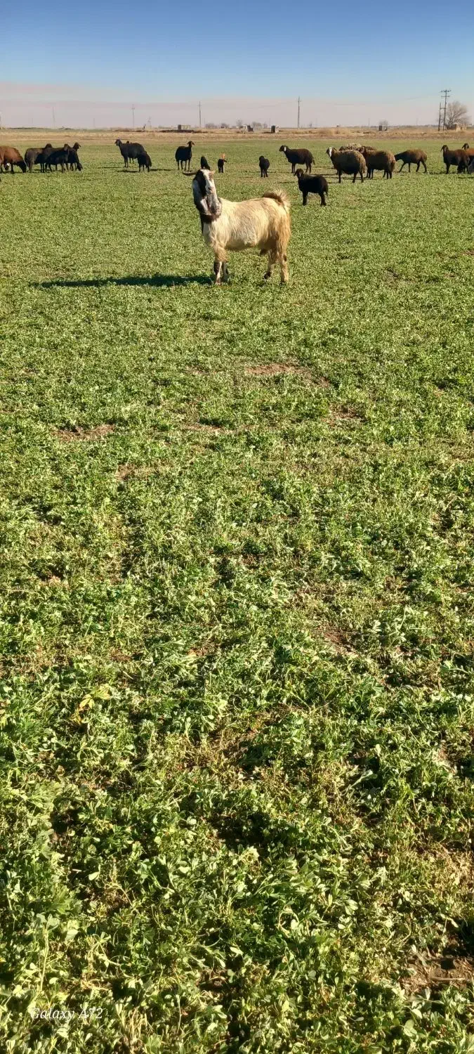 بز پاکستانی اصیل|حیوانات مزرعه|همدان, |دیوار