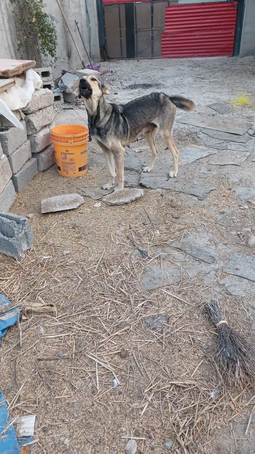 واگذاری سگ سرابی|سگ|اردبیل, |دیوار