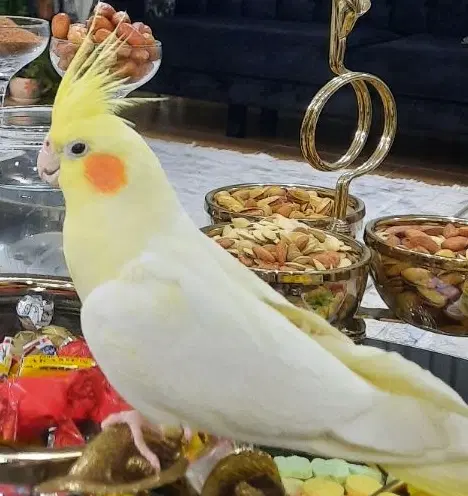 گمشده|حیوانات|شاهین‌شهر, شهرک میلاد|دیوار