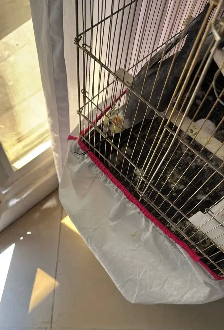 عروس هلندی گمشده|حیوانات|تهران, اختیاریه|دیوار