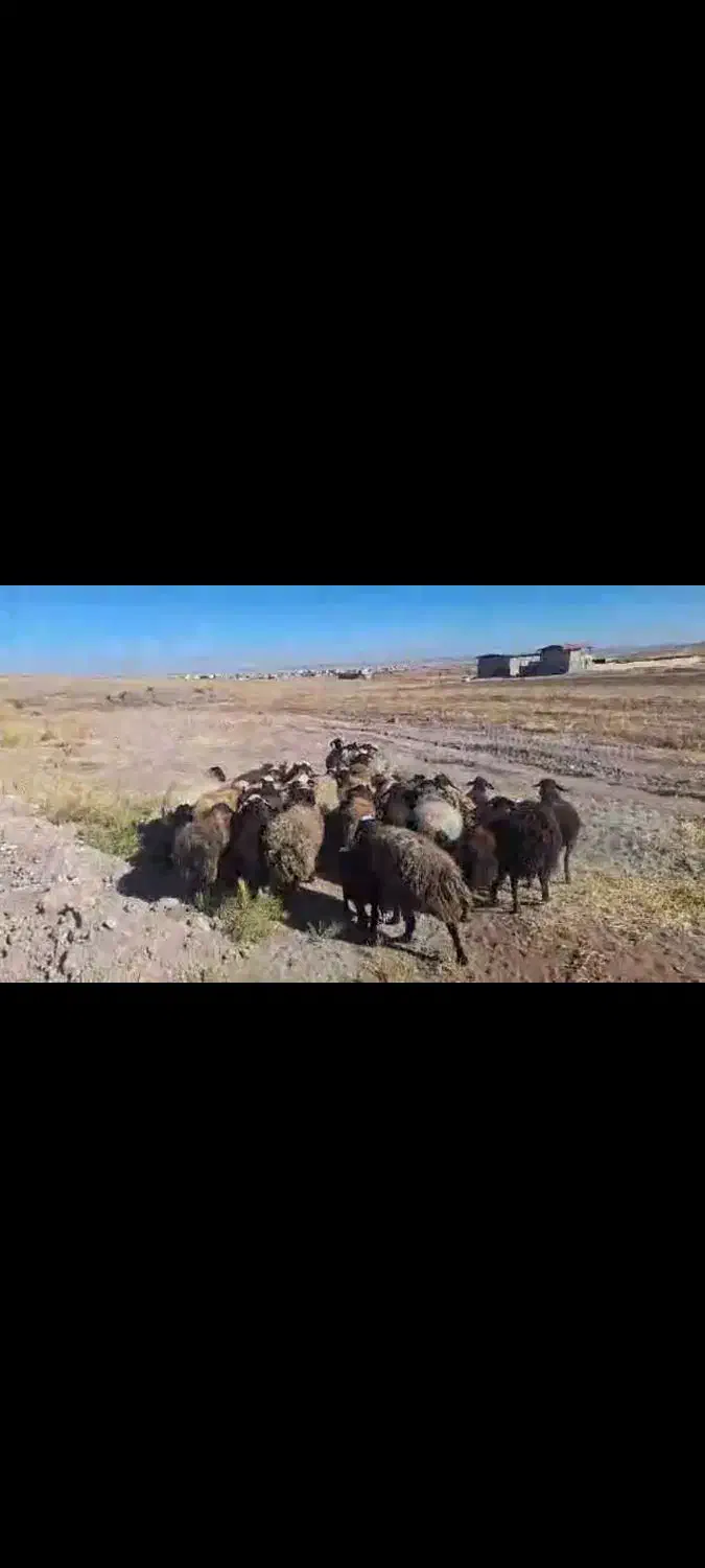 گوسفند داشتی|حیوانات مزرعه|تاکستان, |دیوار