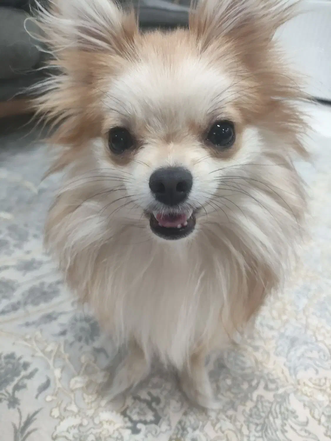 سگ پامر ماده همراه تمام وسایل|سگ|پاکدشت, پاکدشت (مامازند)|دیوار