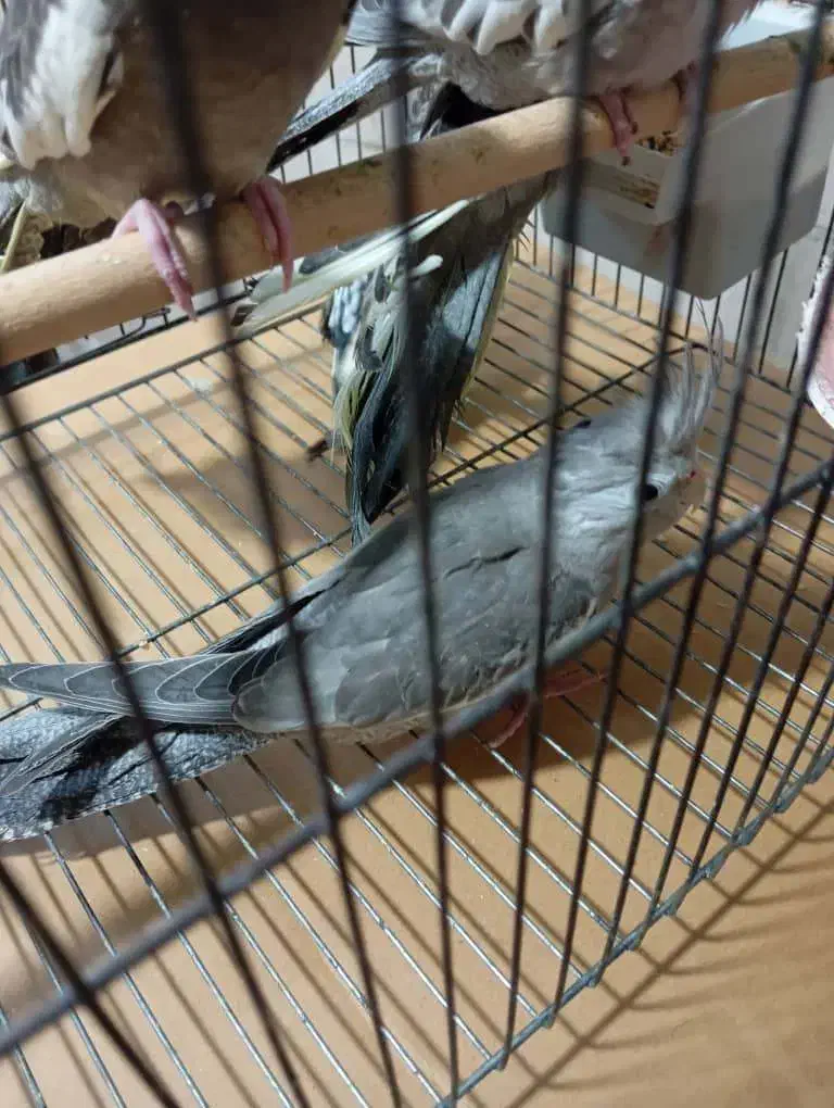 عروس هلندی|پرنده|ری, امین آباد|دیوار