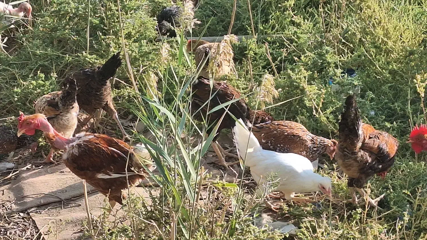 مرغ و خروس|حیوانات مزرعه|زابل, |دیوار