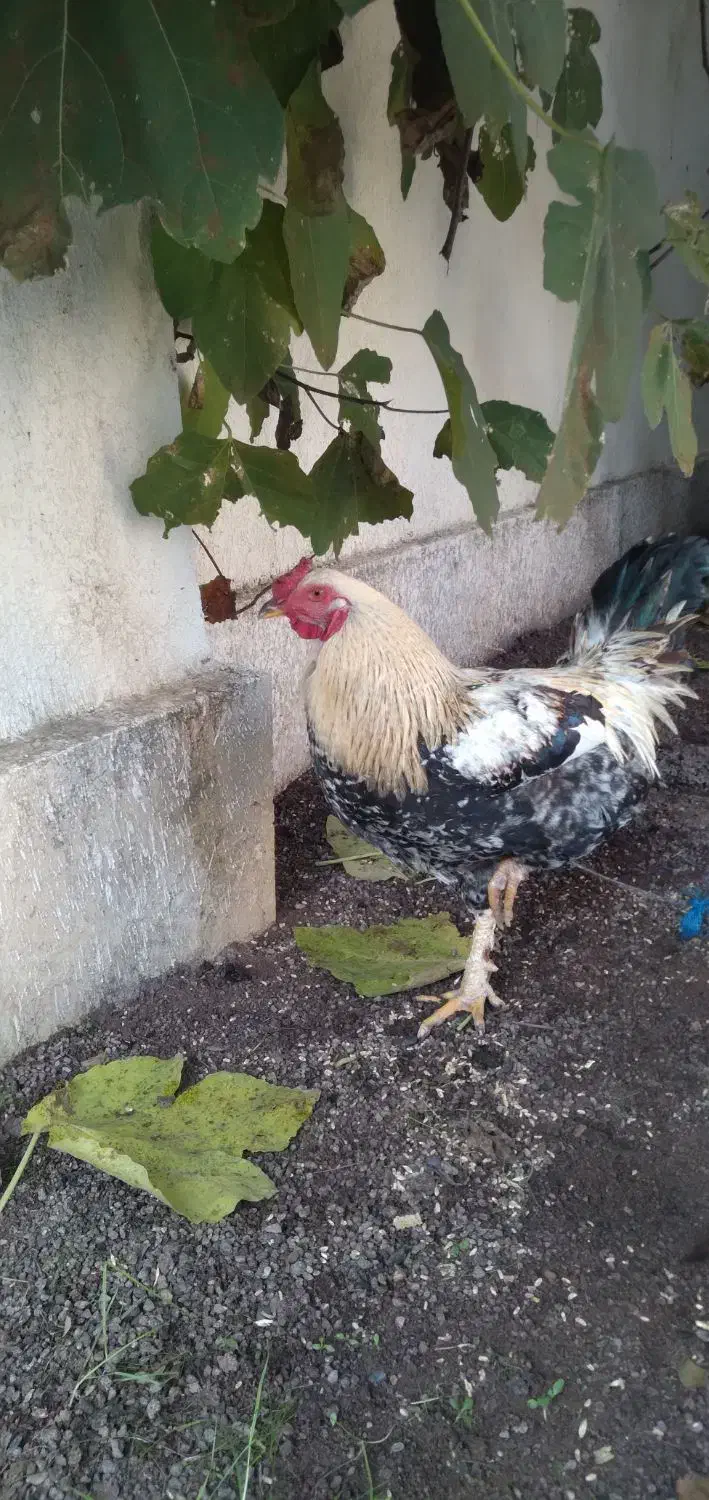 خروس محلی چهل تاج|حیوانات مزرعه|لنگرود, |دیوار