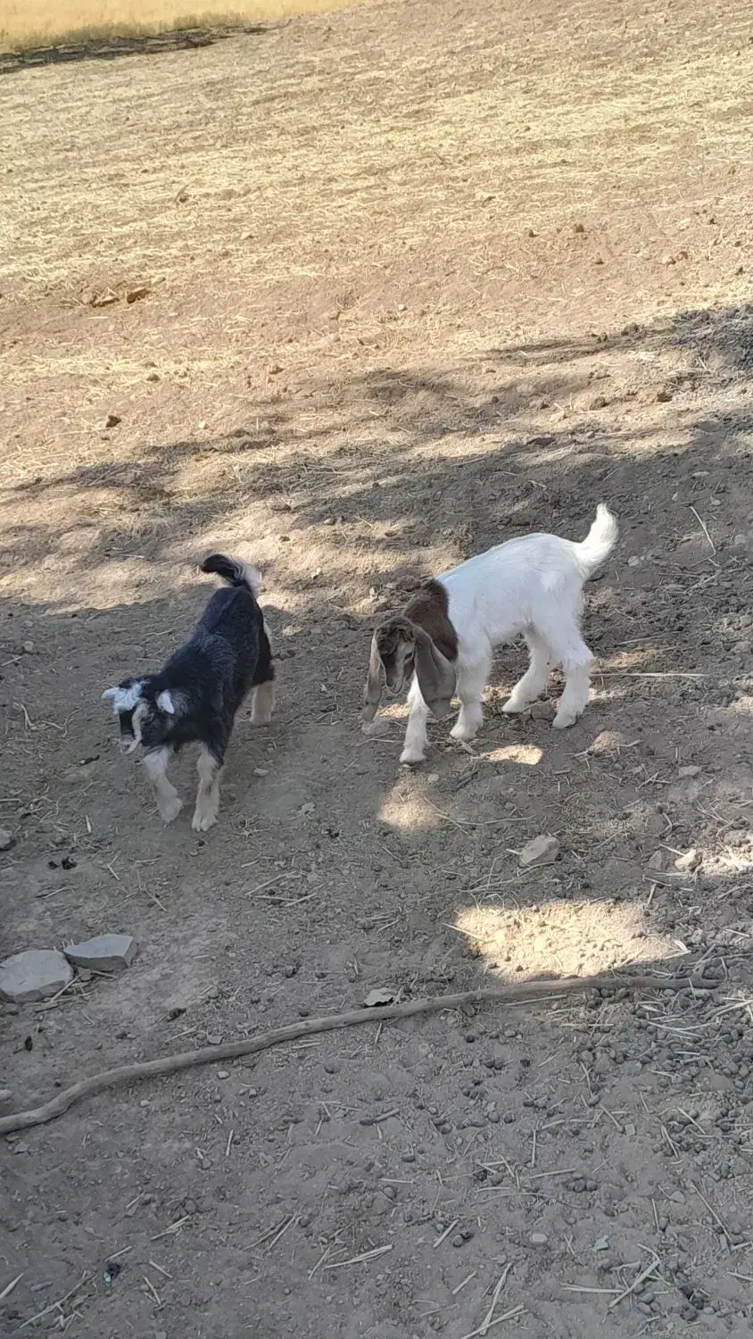 بزغاله شیرخوار|حیوانات مزرعه|ایلام, |دیوار