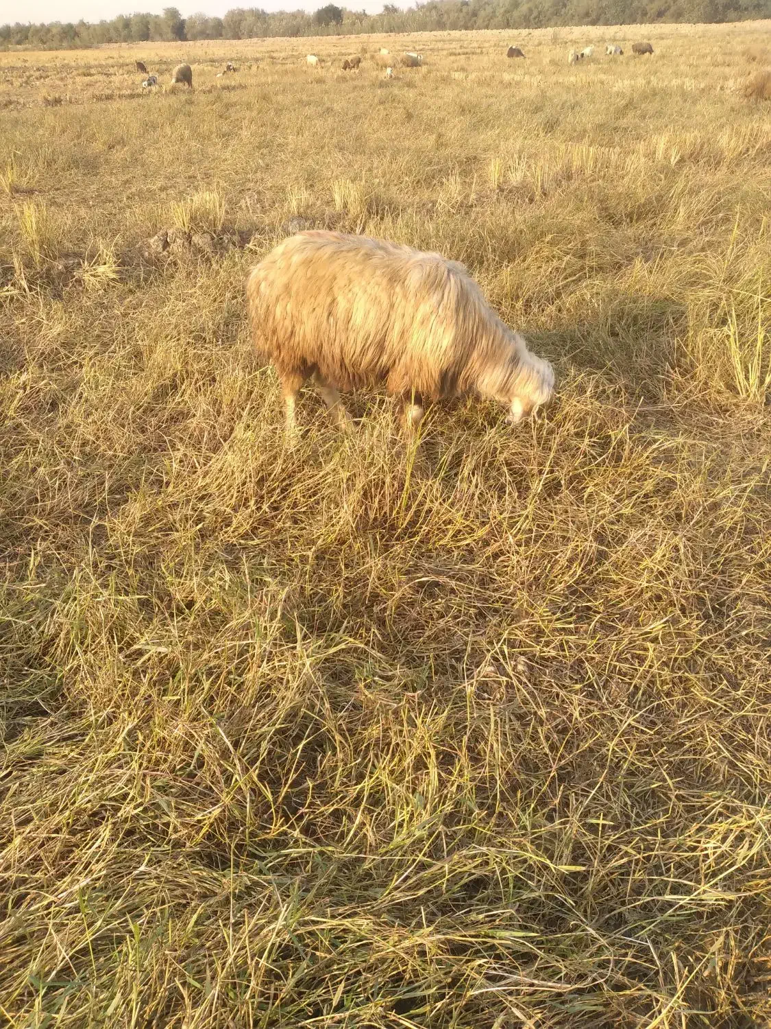 کوه و تیشتر نر ومیش زایده|حیوانات مزرعه|شوشتر, |دیوار