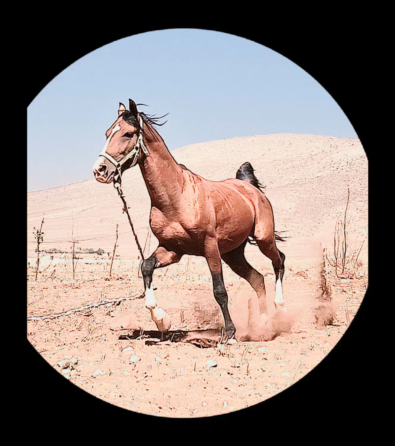 اسب دره شور|اسب و تجهیزات اسب‌سواری|شهرکرد, |دیوار