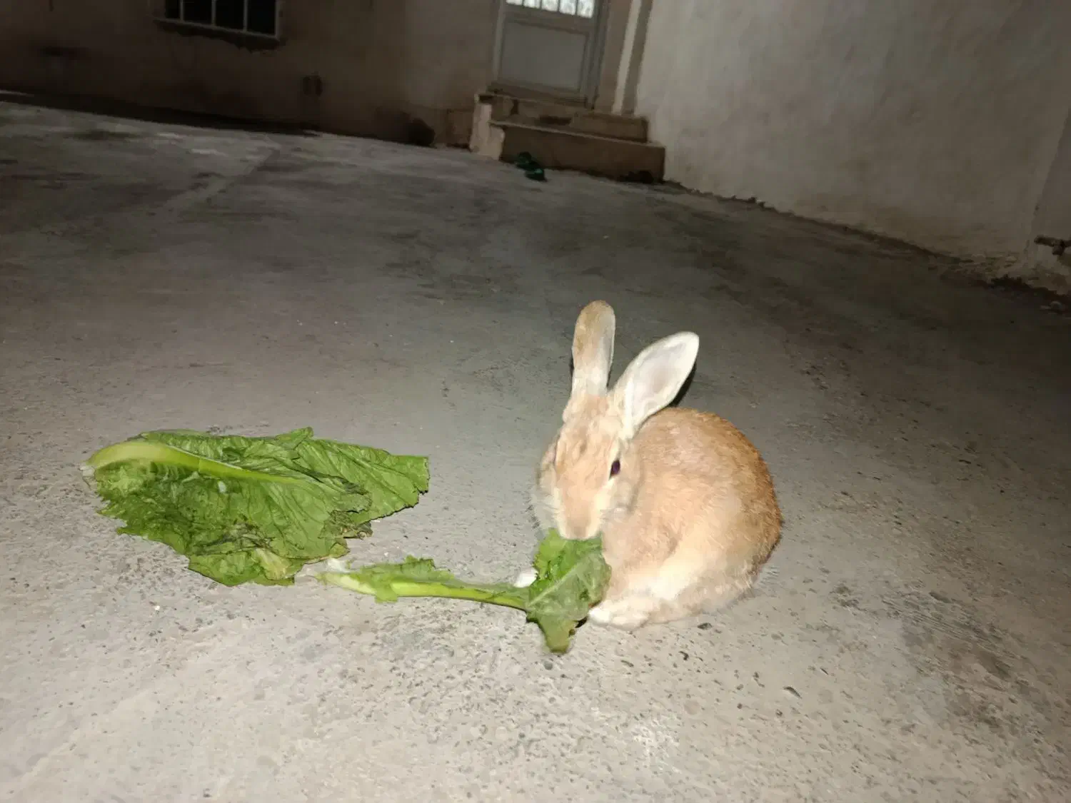 خرگوش خوش رنگ|موش و خرگوش|گنبد کاووس, |دیوار