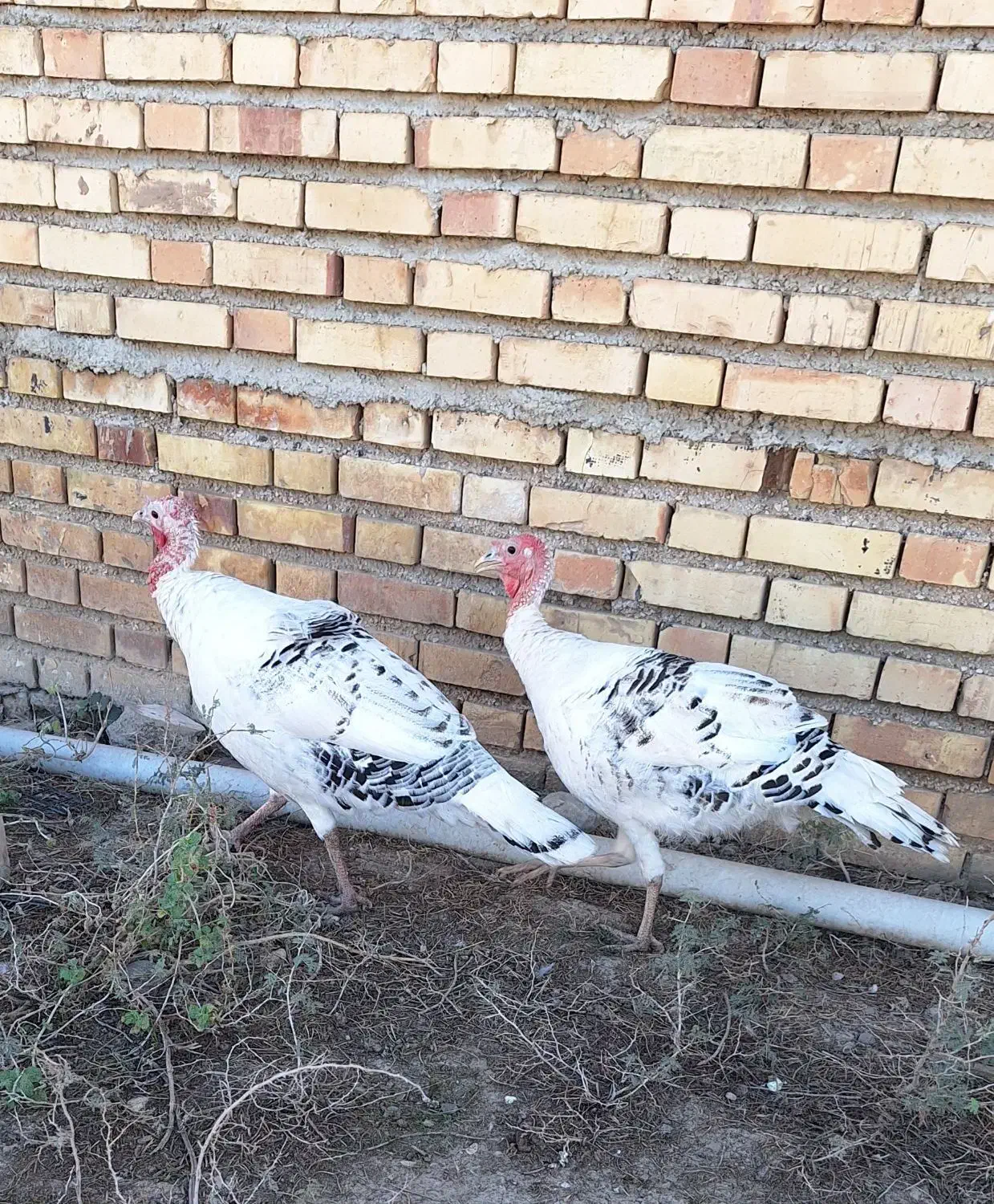 بوقلمون|حیوانات مزرعه|سنگدوین, |دیوار