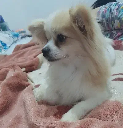 ماده پامرانین آپارتمانی|سگ|پرند, فاز ۶|دیوار