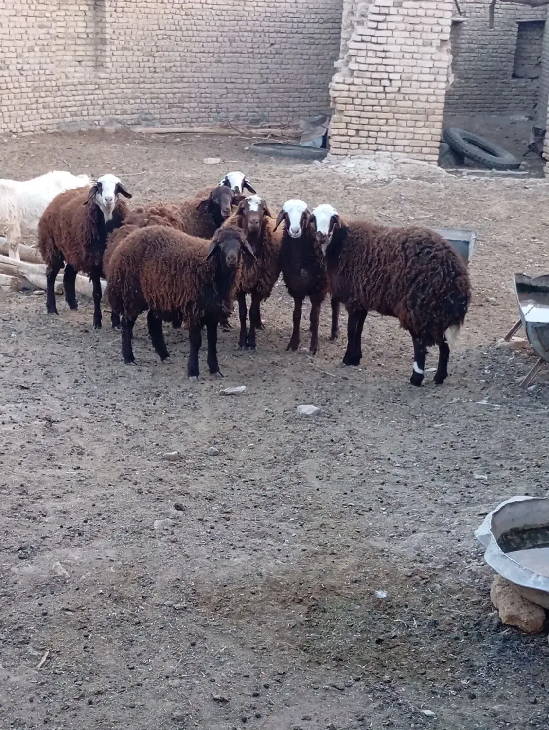 بره ماده|حیوانات مزرعه|تربتحیدریه, بالا ولایت|دیوار