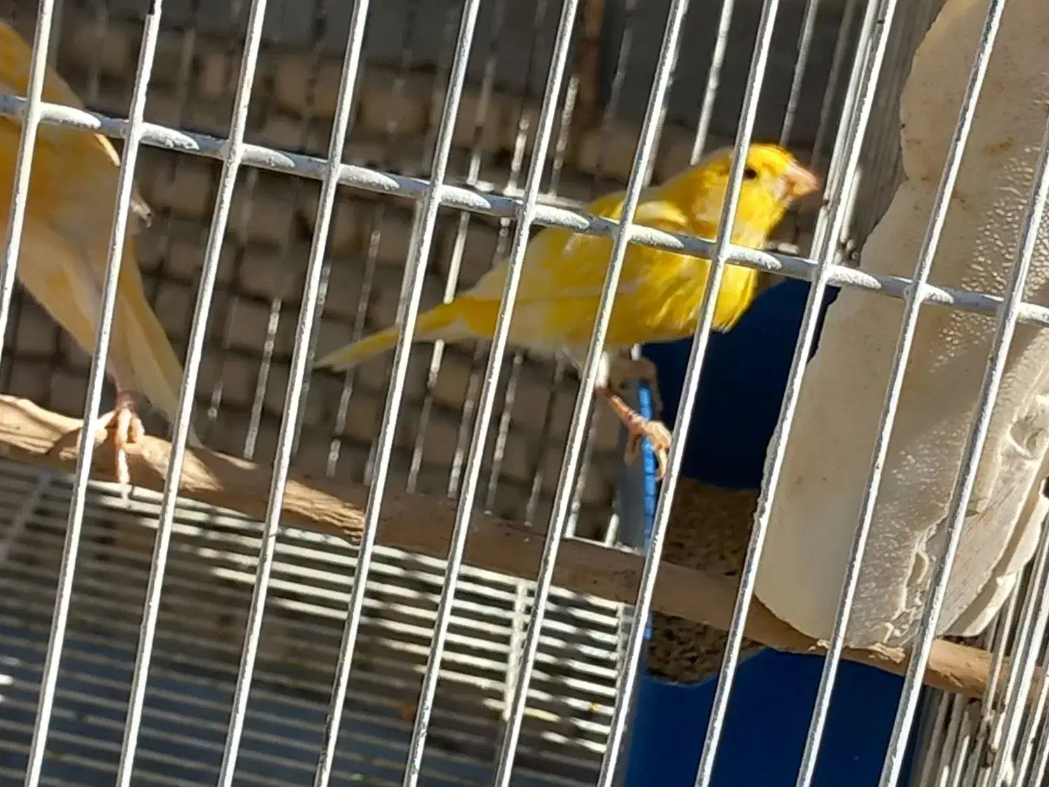 قناری نر|پرنده|شیروان (خراسان), |دیوار