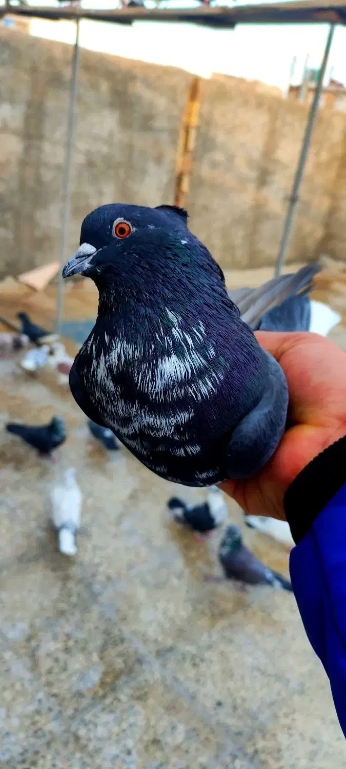 کفترکبوتر|پرنده|هشتگرد, هشتگرد قدیم|دیوار