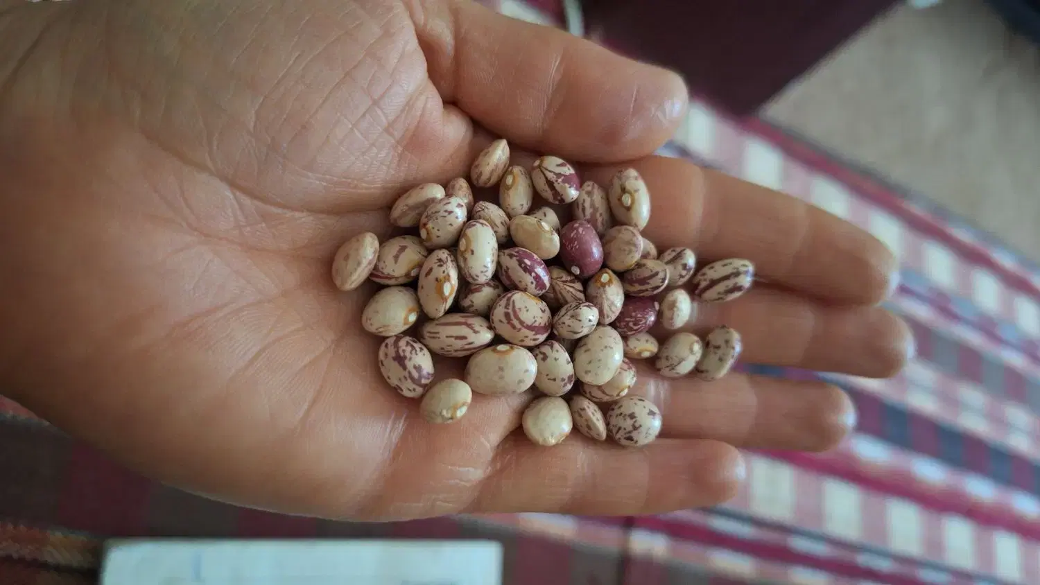 لوبیا چیتی|خوردنی و آشامیدنی|زرقان, |دیوار