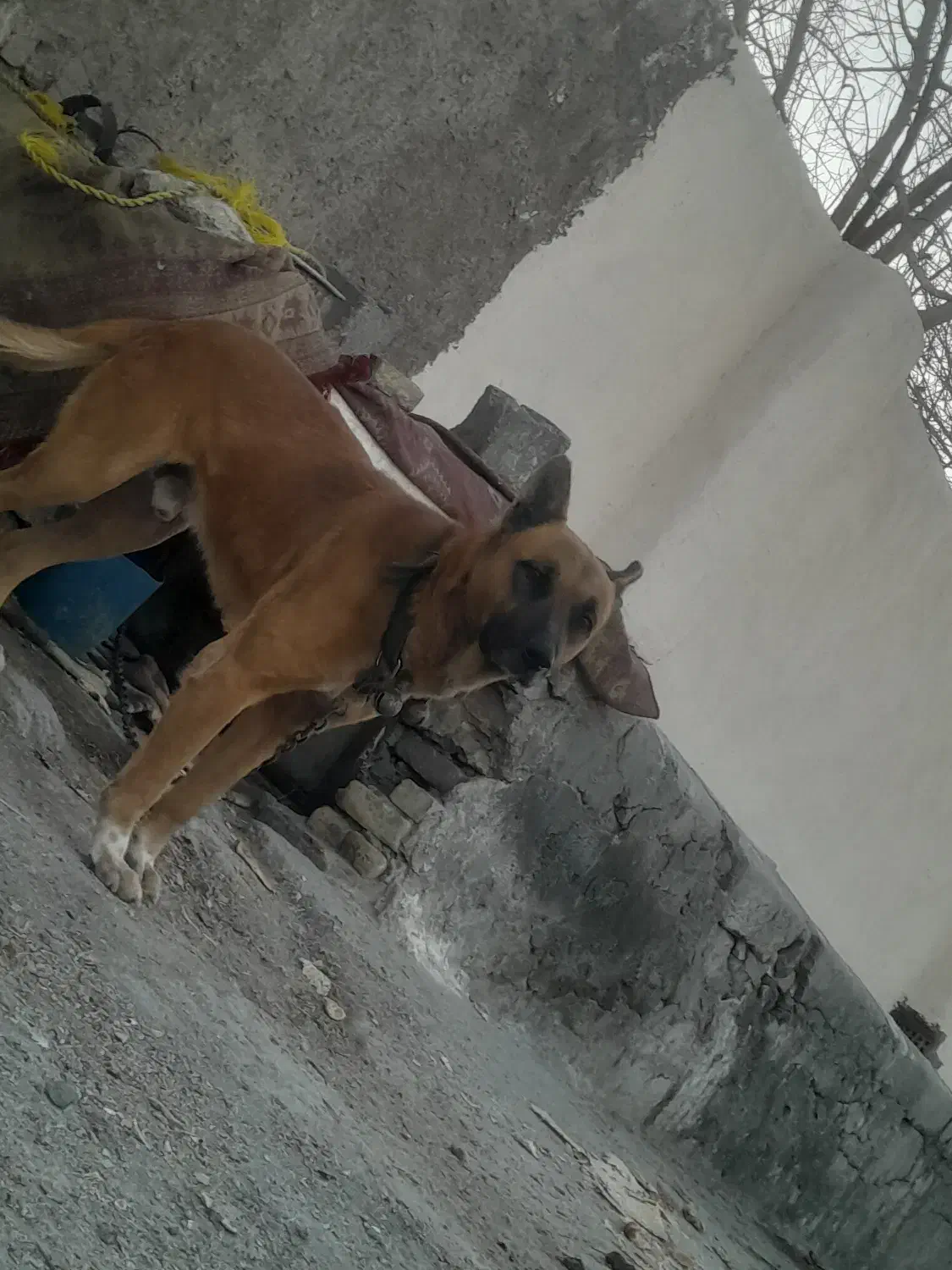 سگ نگهبان|سگ|قلعه نو, |دیوار