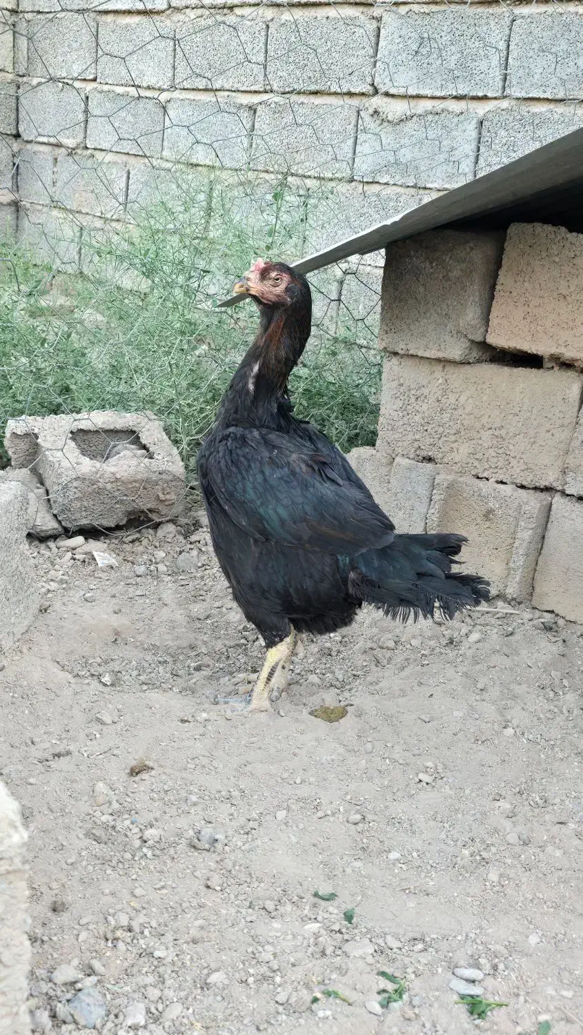 مرغ لاری|حیوانات مزرعه|سیرجان, |دیوار