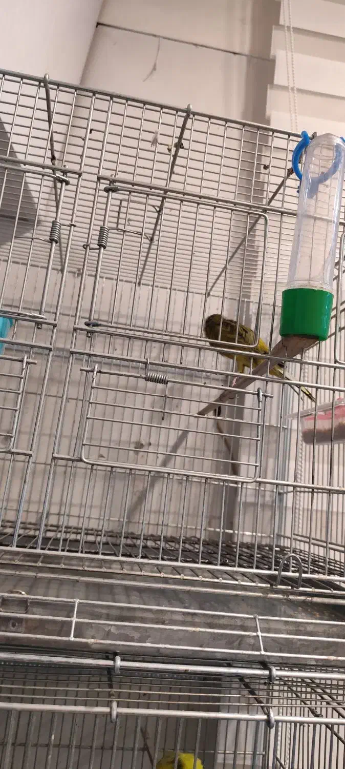 قناری رسمی و قفس|پرنده|پردیس, فاز ۱|دیوار