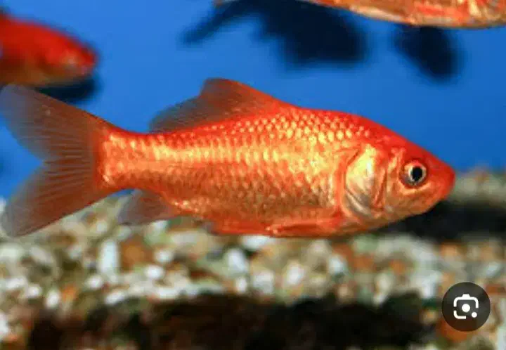 ماهی قرمز|ماهی|بندرعباس, |دیوار