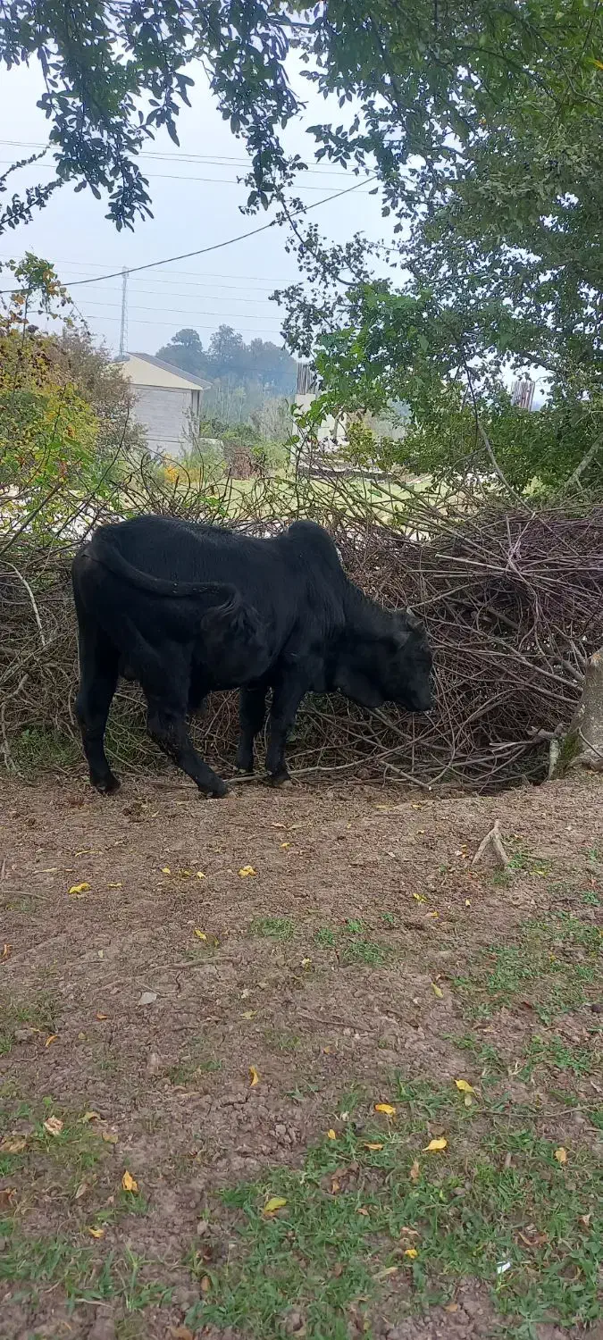 گوساله نر ناف دار|حیوانات مزرعه|رضوانشهر, |دیوار