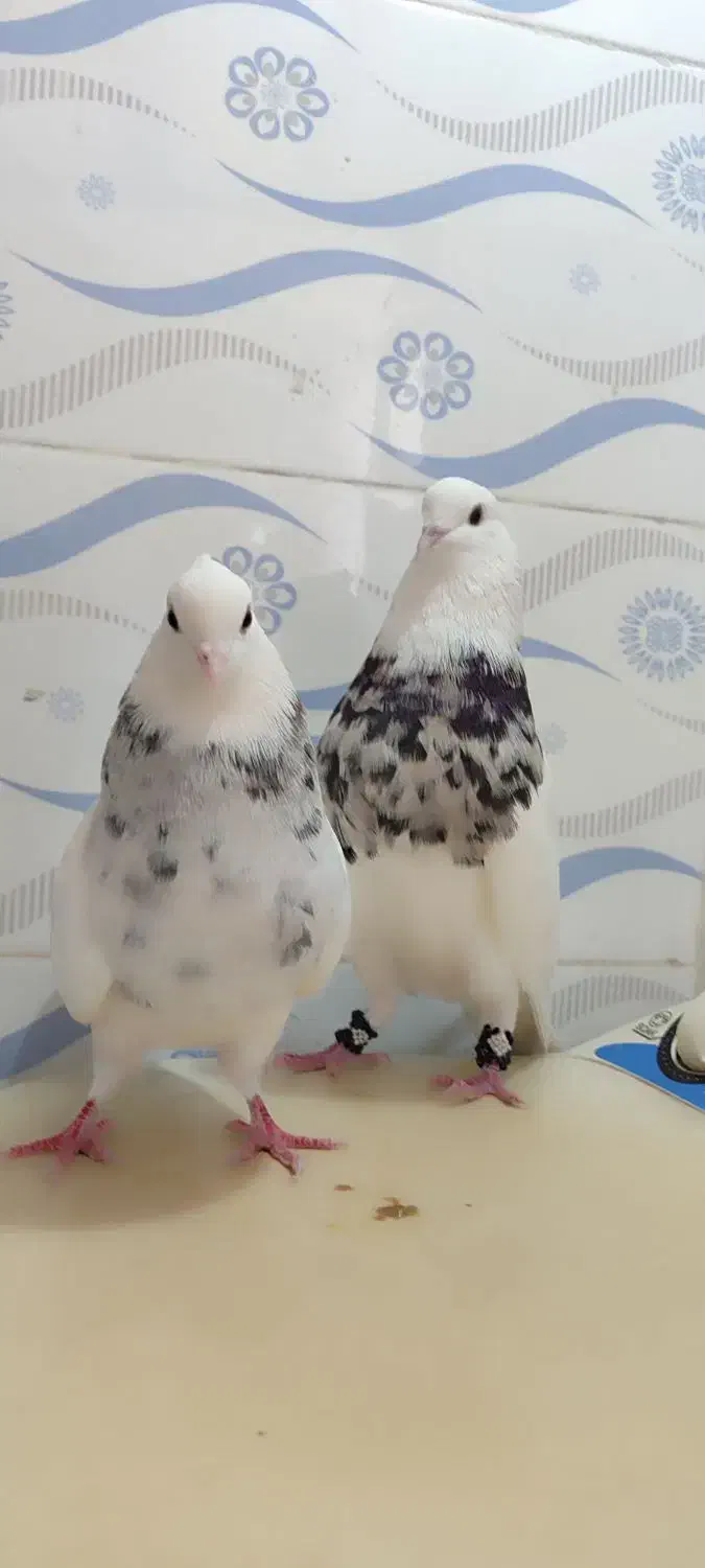 طوقی درجه یک|پرنده|چرام, |دیوار