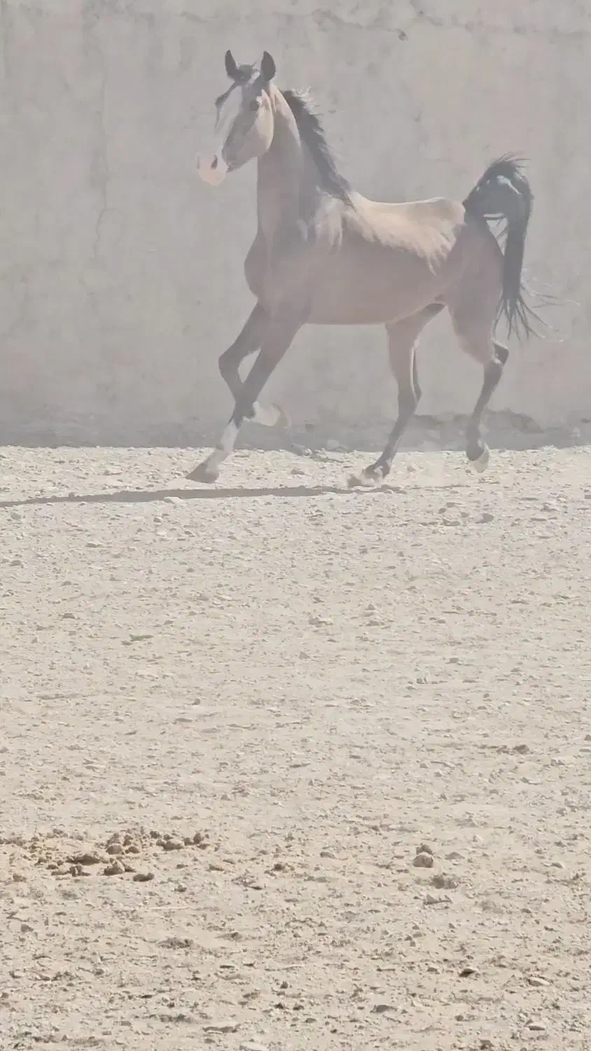 مادیان کره سالار۲|اسب و تجهیزات اسب‌سواری|گلپایگان, |دیوار