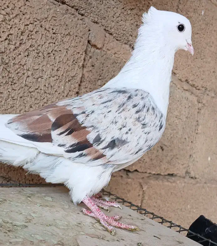 نر مخملی|پرنده|خرمآباد, |دیوار