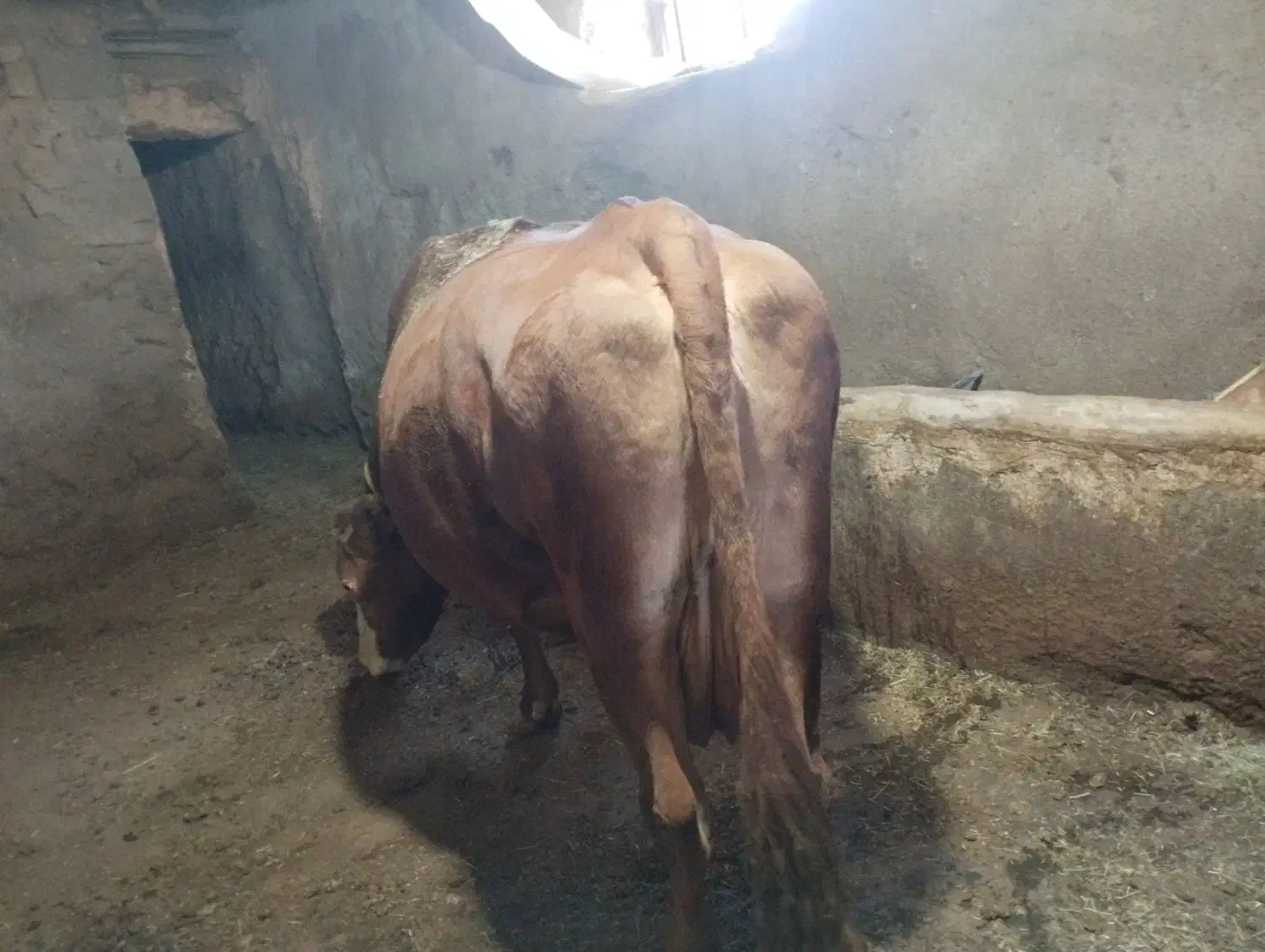 گاو سیمینتال شیری|حیوانات مزرعه|مریوان, |دیوار