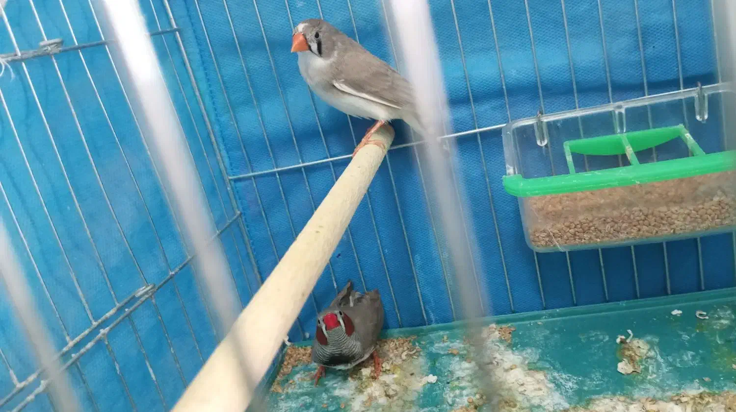 فنچ مولد|پرنده|نجف‌آباد, امیرآباد|دیوار