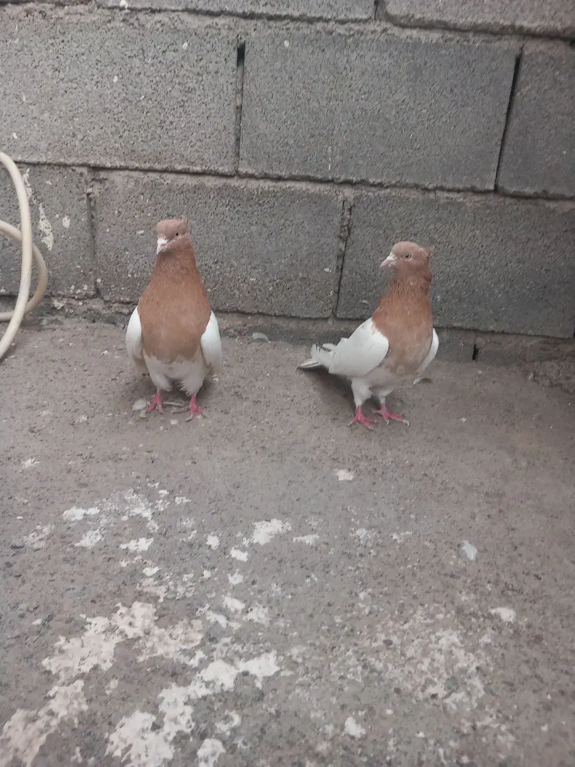 کبوتر کله زرد|پرنده|میانه, |دیوار