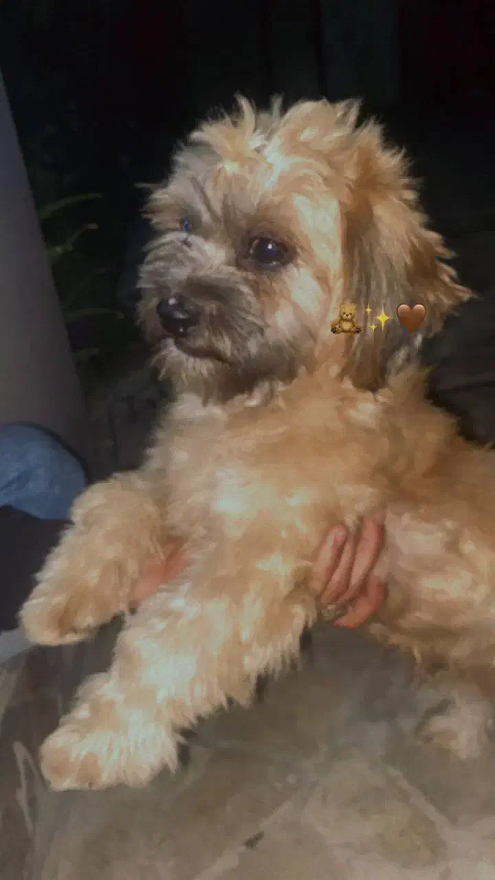 واگزاری سگ|سگ|گرگان, |دیوار